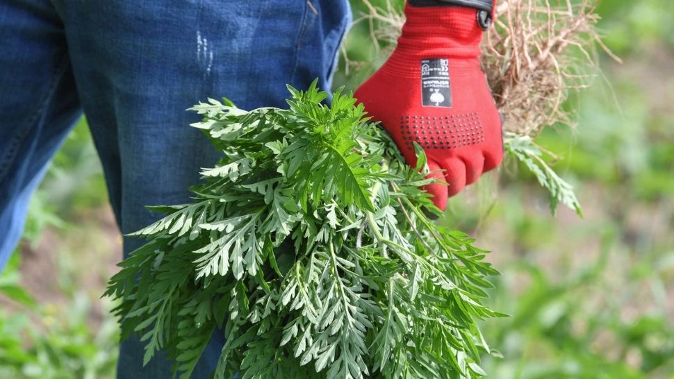 Petiţie online pentru combaterea AMBROZIEI. Ce ar trebuie să facă PRIMĂRIILE și nu fac