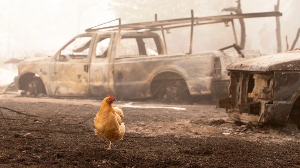 A vrut să pârlească o găină cu spray-ul. Ce a ieșit este demn de o comedie absurdă 