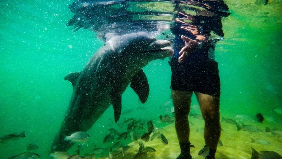 Delfinii au început să atace oameni. Alertă în Japonia, greșeala pe care o fac turiștii