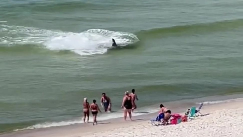 Panică pe o plajă din SUA. Un rechin s-a apropiat de mal, în timp ce în apă erau câțiva turiști - VIDEO