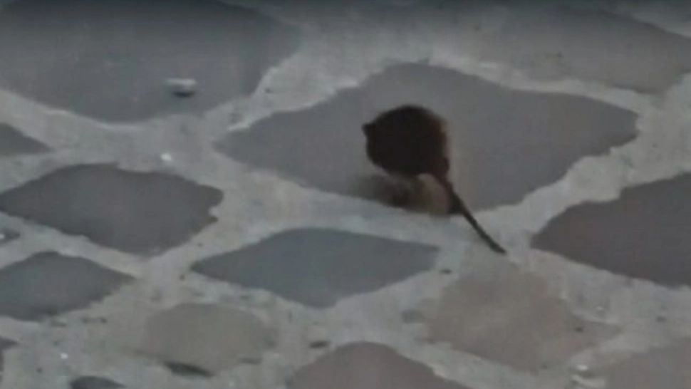 Ingredientul din bucătărie, care te scapă de șobolanii din curte