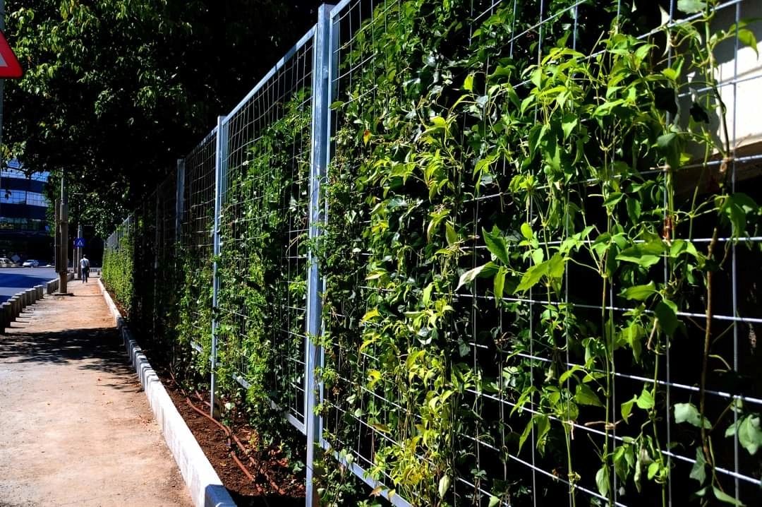 Proiect inovator în Sectorul 4. Se amenajează tot mai multe spații verzi pe verticală - FOTO