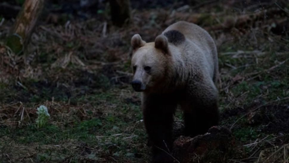 Doi urși au atacat în două zone din județul Vâlcea în aceeași zi. A fost emis mesaj Ro-Alert în timpul nopții