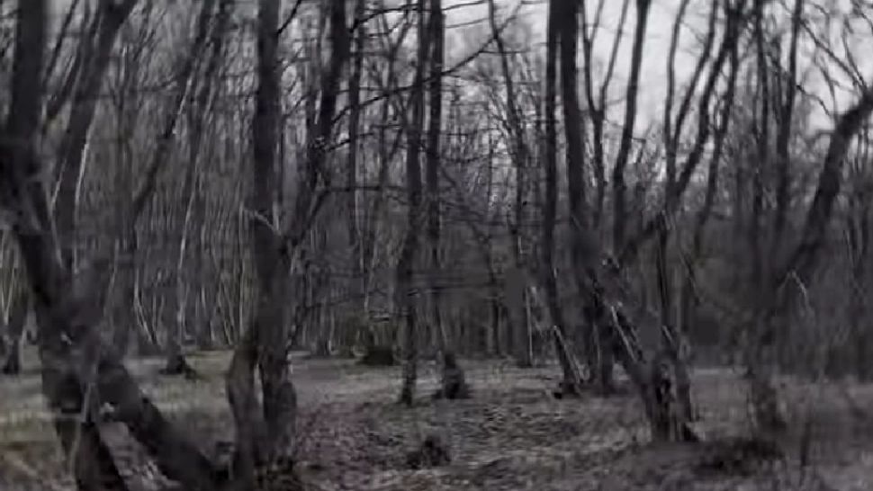 Cea mai ÎNFRICOȘĂTOARE pădure din lume se află în România! Legendele din jurul ei îți taie respirație