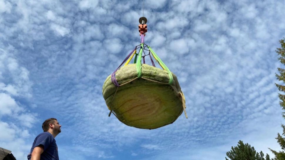 A crescut în curte un dovleac de aproape 600 de kilograme și l-a recoltat cu macaraua