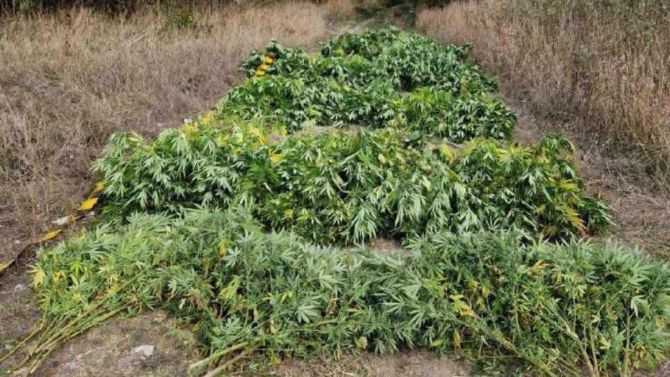 Bărbaţi reţinuţi după ce au înfiinţat o cultură de canabis pe un teren din județul Giurgiu - FOTO