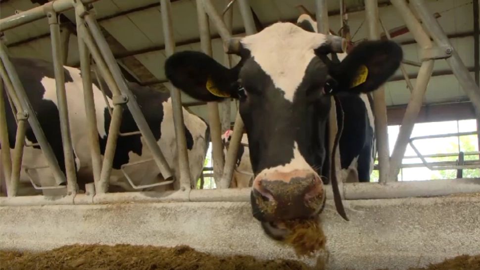 Un penitenciar din țară își construiește fermă de vaci. Investiția costă peste 1 milion de euro