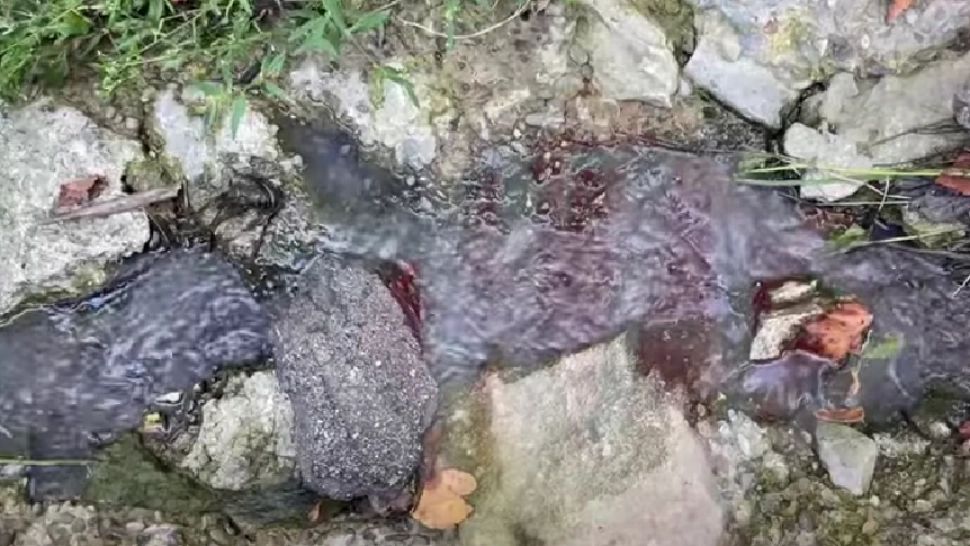 Dezastru ecologic la Bucium, în județul Iași: fose septice vărsate în râu! Localnicii, deranjați de mirosul înțepător - VIDEO