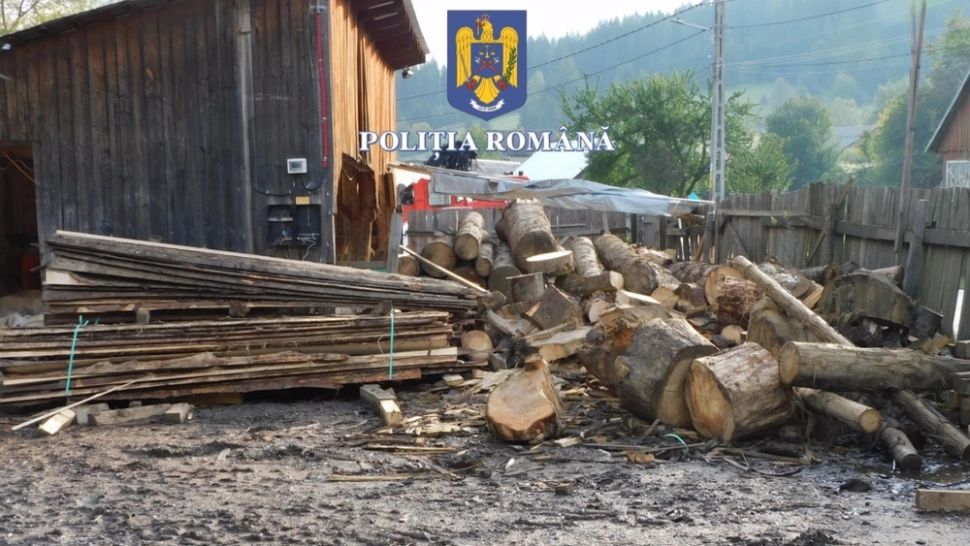 Percheziții la trei firme de exploatarea lemnului din Bistria-Năsăud! Trei administratori, reținuți - FOTO