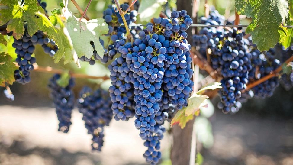 Seceta a înjumătățit producția de struguri. Zilierii refuză 5.000 de lei pe lună, fermierii sunt disperați