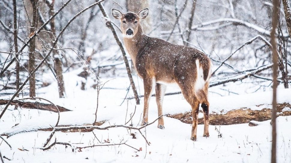 Când vine IARNA în România: meteorologii anunță pe ce dată cade prima ninsoare în București