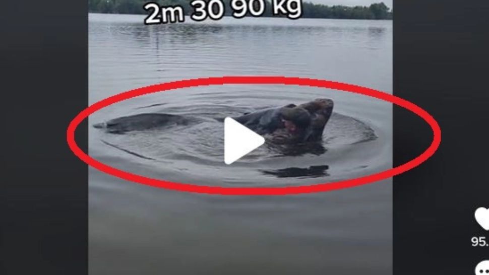 VIDEO – Monstru prins de un pescar într-un lac din Ilfov – Avea peste doi metri lungime și 90 de kilograme