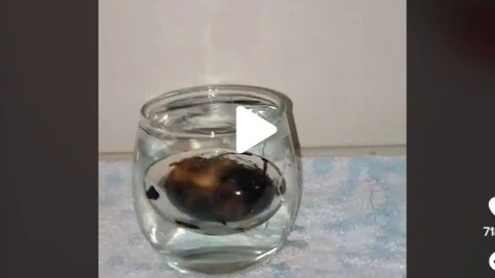 VIDEO – Ce se întâmplă cu un ou dacă îi arzi complet coajă și apoi îl pui în apă – Experiment inedit