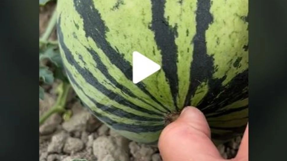 VIDEO – Secretul unui țăran care cultivă pepeni – Cum își dă seama când e copt cu adevărat