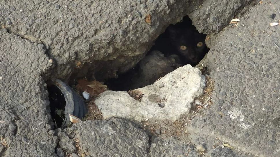 Cum a rezistat 5 zile o pisică „asfaltată” sub planșeul Podului Izvor din Capitală (FOTO)