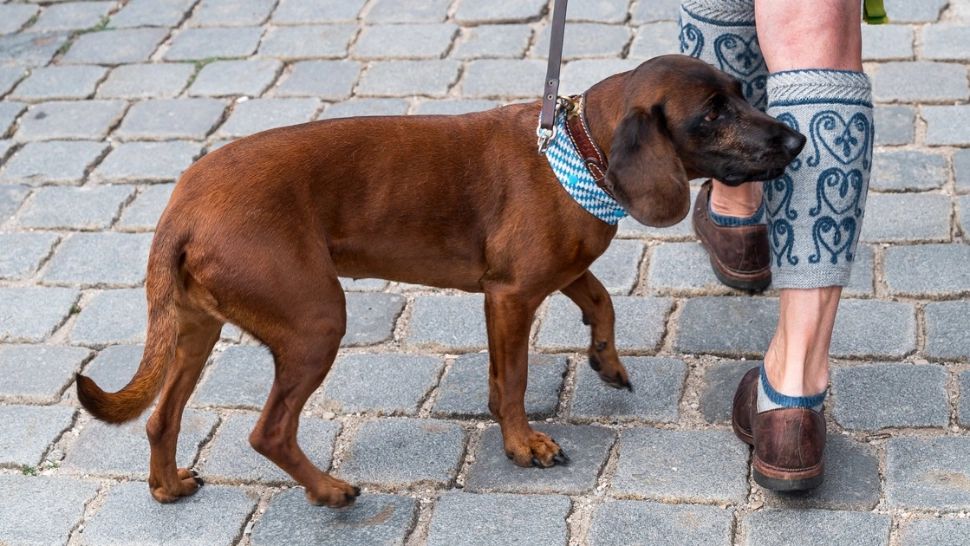 Studiul care distruge mitul. Dacă mori, e probabil ca animalul tău preferat să TE MĂNÂNCE