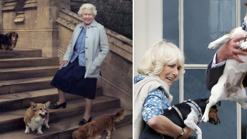 REGINA a iubit câinii toată viața. Ce se va întâmpla cu partenerii ei necuvântători - GALERIE FOTO 