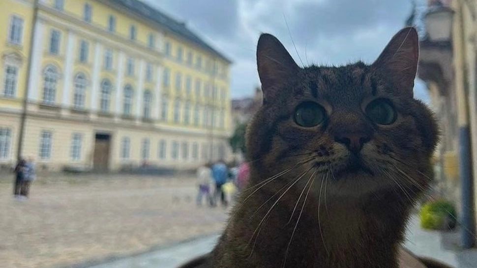 Motanul Stepan a revenit în Ucraina - Celebrul „blogger” s-a refugiat mai multe luni în Franța din cauza războiului - VIDEO