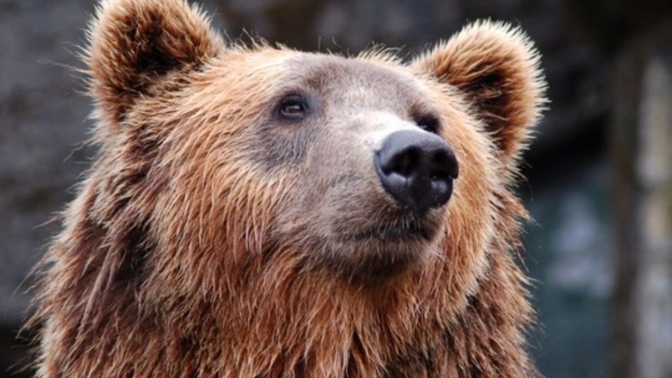 Bărbat atacat de un urs, pe un drum forestier din Curtea de Argeș