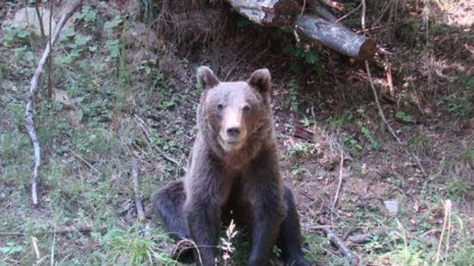 Bărbat atacat de urs, în stare CRITICĂ la spital. În județul Buzău au fost emise mai multe mesaje RO-Alert de urs