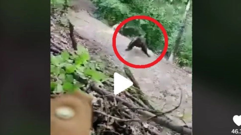 VIDEO – Un maramureșean s-a întâlnit cu o ursoaica cu pui, în pădure – Reacția animalului, înspăimântătoare