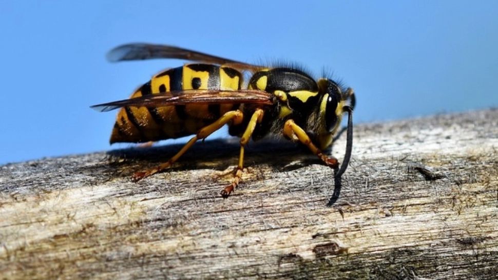 Alertă în Argeș: trei persoane, între care un copil de 8 ani, cu reacții alergice după un atac al viespilor 