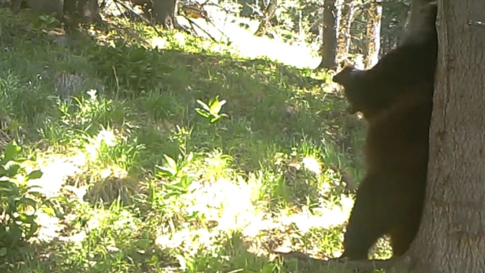 Imagini demne de "Cartea Junglei" în Parcul Naţional Retezat: cum a fost surprins un urs - VIDEO
