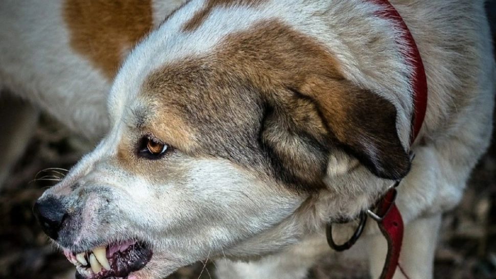 Bărbat din Timiș, la spital după ce a fost ATACAT de câini! Poliția a deschis dosar penal pentru vătămare corporală din culpă