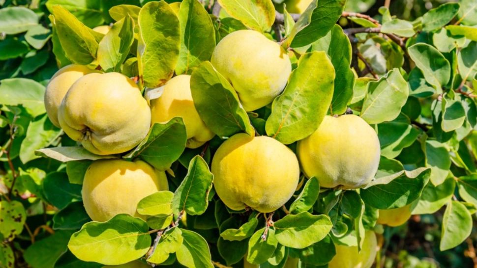 Păstrează peste iarnă frunzele de gutui! Beneficii spectaculoase pentru sănătate - ceaiul care vindecă bolile ficatului