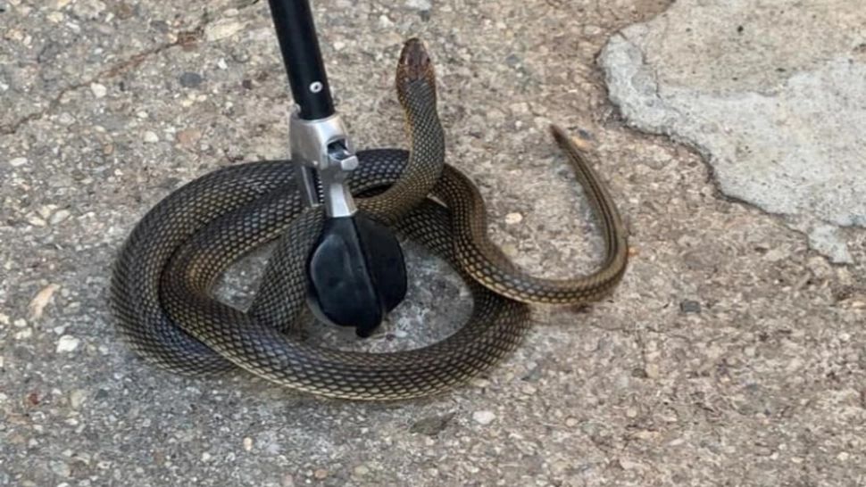 Panică într-o locuință din Slatina: "Avem un șarpe în casă! Vă rog să trimiteți pe cineva aici"