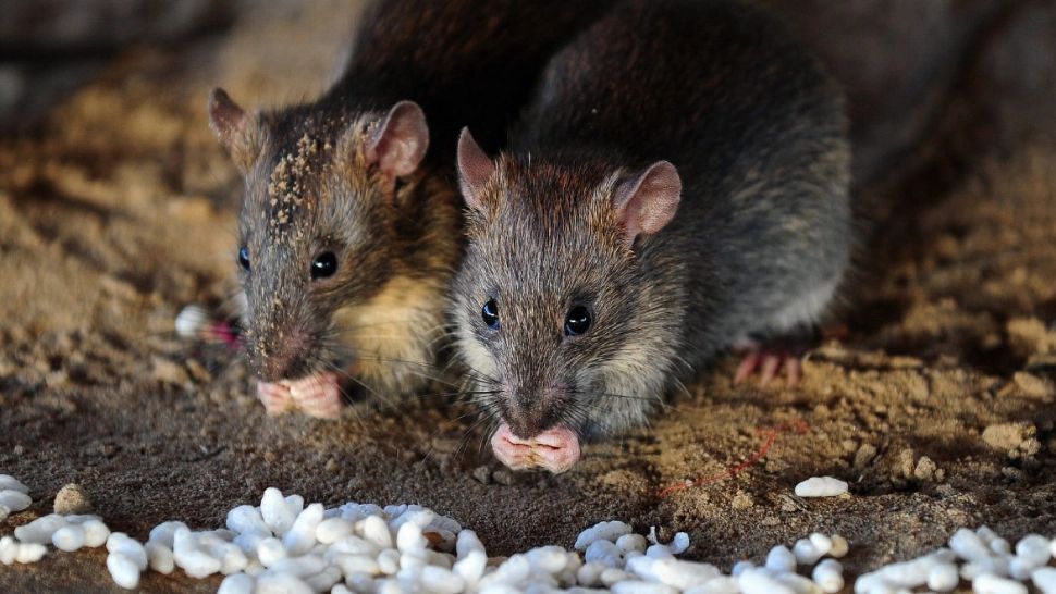 Invazie de șobolani în jurul Colosseumului - Autoritățile, în ALERTĂ