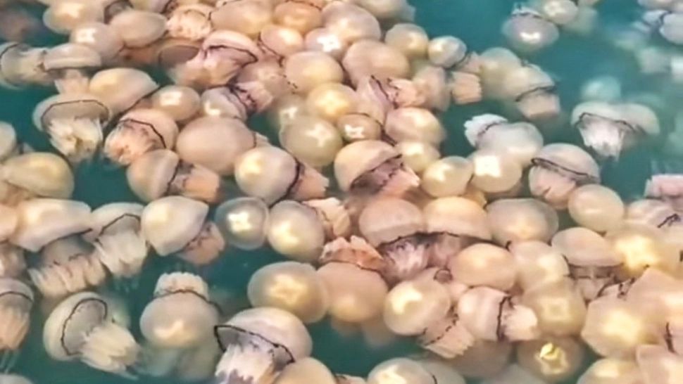 Invazie de meduze pe litoral. Mii de exemplare au apărut în ultimele zile în largul Mării Negre - FOTO