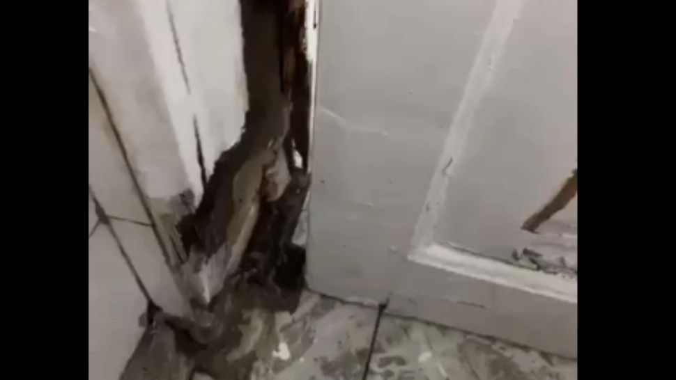 Șobolani pe holurile Academiei de Poliție! Imagini șocante - VIDEO