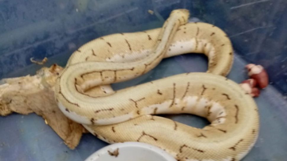 A ieșit să ducă gunoiul, dar ce a găsit la ghenă l-a ȘOCAT: poliția, în ALERTĂ MAXIMĂ