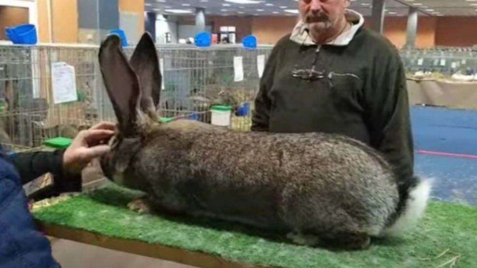 Un ieșean cheltuie mii de euro pentru a-și întreține pasiunea pentru iepurii de rasă