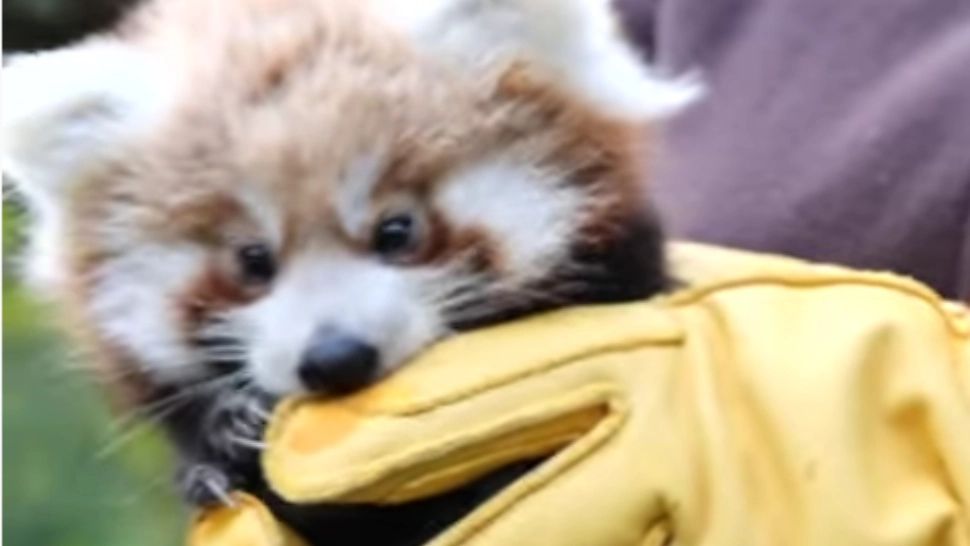 Doi pui de panda roşu s-au născut la o grădină zoologică din Franţa. Internauții, invitați să voteze numele pe site - VIDEO