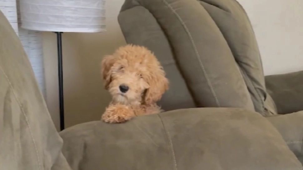 Câine pudelul, acuzat că ar fi cumpărat filme pentru adulți: EXPLICAȚIA ȘOCANTĂ a unui bărbat