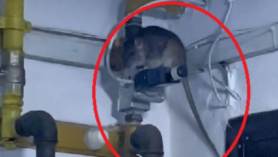 Capitala, invadată de ȘOBOLANI! Imaginile de pe TikTok au devenit virale - Ce spun oamenii