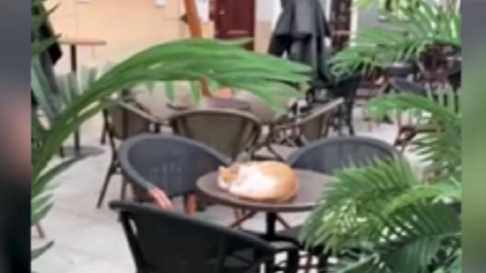  Terasele din Cluj duc lipsă de CLIENȚI, însă au parte de PISICI PORTOCALII. Felinele sunt tratate regește