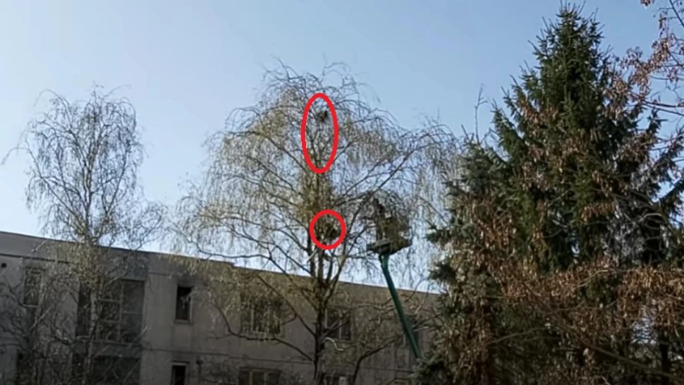 Spital AMENDAT pentru că a distrus cuburile de ciori. Cine a făcut reclamație