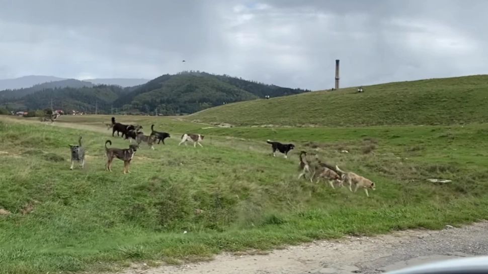 Zeci de MAIDANEZI au băgat frica într-un județ întreg! Cât de mare este PERICOLUL - VIDEO 