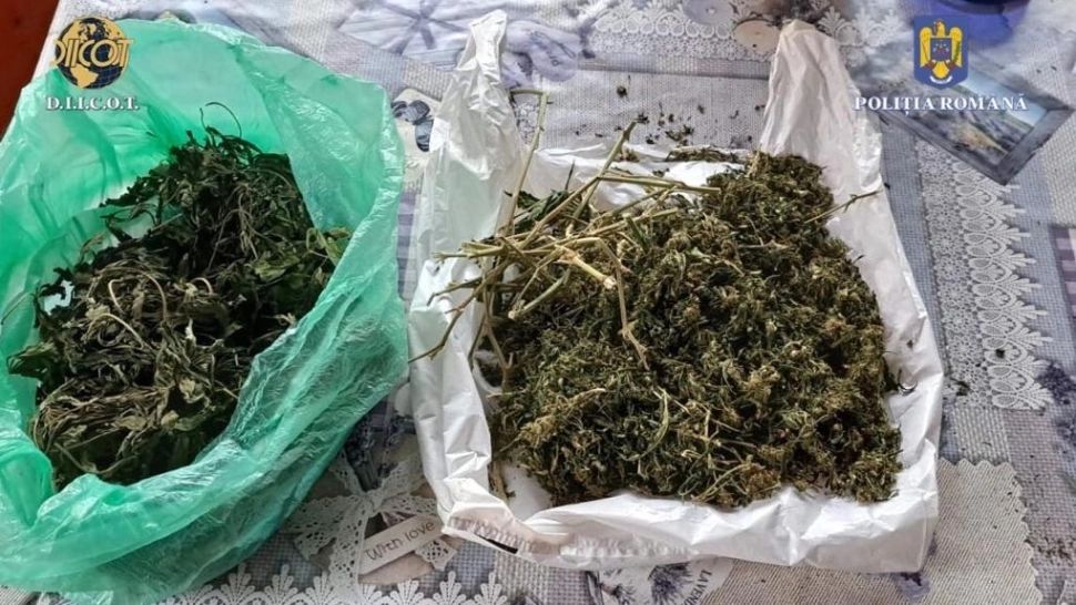 Cultură impresionantă de canabis, într-o pădure de lângă Cluj! Flagrant uriaș: mai multe rețele, destructurate de mascați