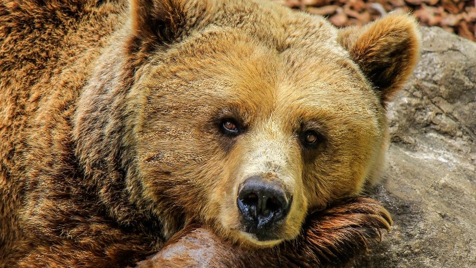 Caz șocant în Mureș. Dosar penal după ce consilierul a defilat cu un urs mort în furca unui utilaj