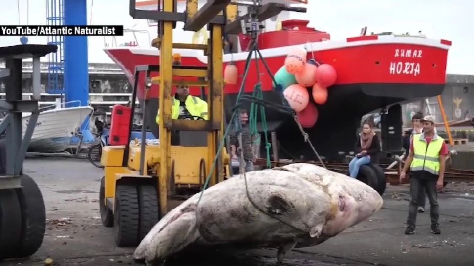 Nou record mondial: cel mai greu pește din lume are 3 tone