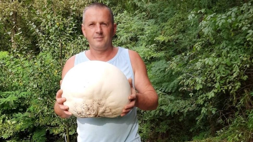 Ciuperci gigant, de 3 kg, în curtea unui bărbat din jud. Dâmbovița. Uluitor ce a făcut cu "uriașii" 
