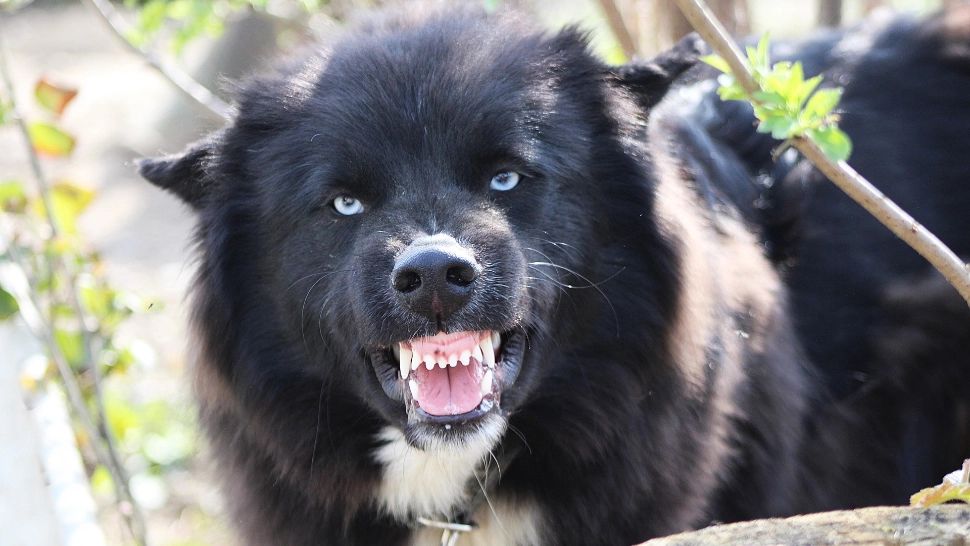 Copil de 8 ani, în stare gravă la spital după ce a fost sfâșiat de un câine la locul de joacă