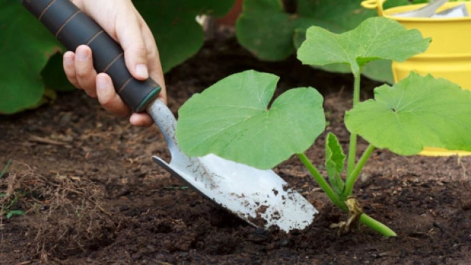 Fermierul care a câştigat 16.500 de dolari pentru o SINGURĂ legumă cultivată