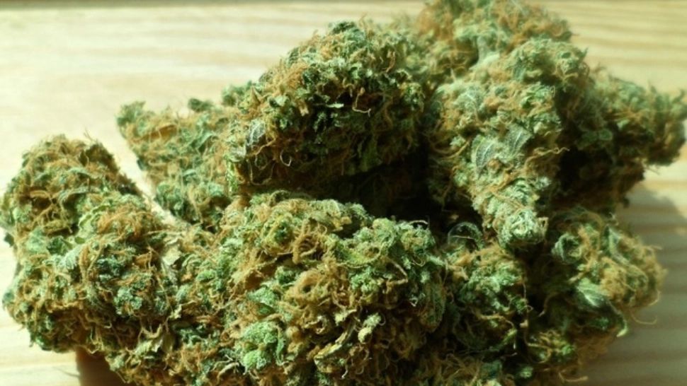 Captură impresionantă: 50 de kilograme de canabis, ascunse într-un perete fals