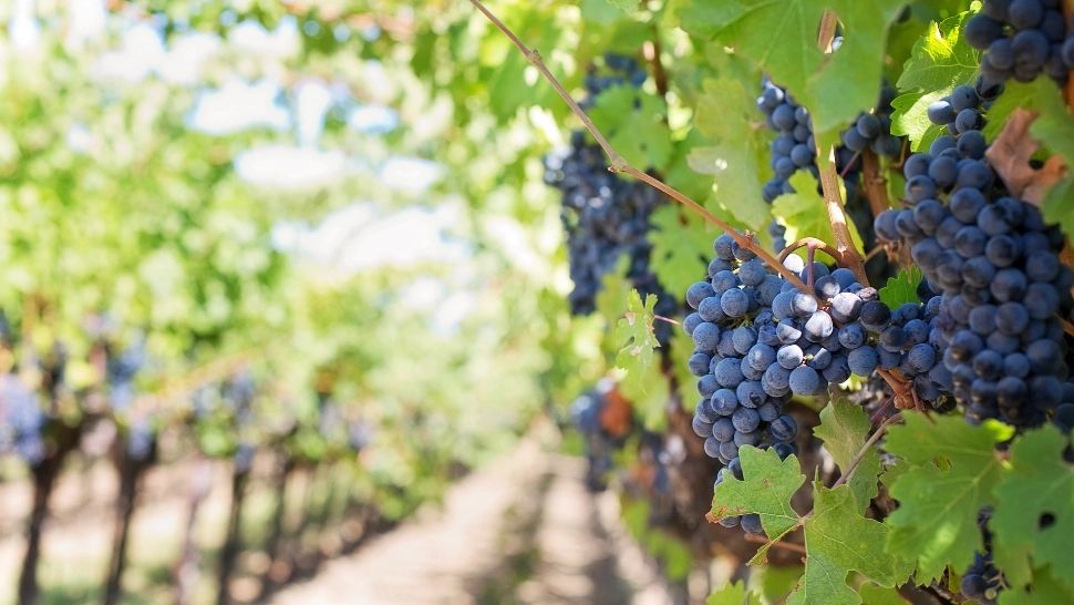 Culesul viilor, pe cale de dispariție. Struguri mai mulți, oameni mai puțini