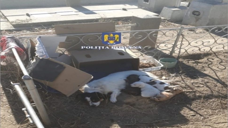 Cățelușă cu 4 pui ținută legată într-un cimitir din Brăila. Ce riscă proprietarul animalelor